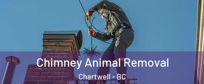 Chimney Animal Removal Chartwell - BC