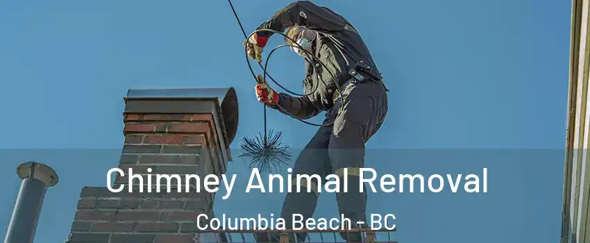 Chimney Animal Removal Columbia Beach - BC