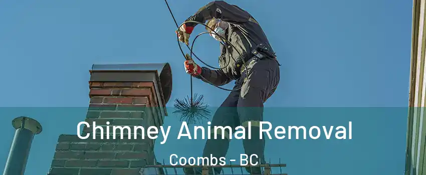 Chimney Animal Removal Coombs - BC