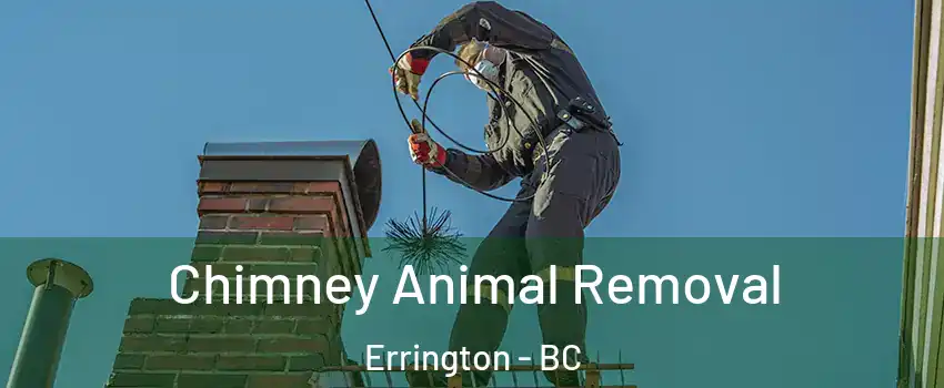 Chimney Animal Removal Errington - BC