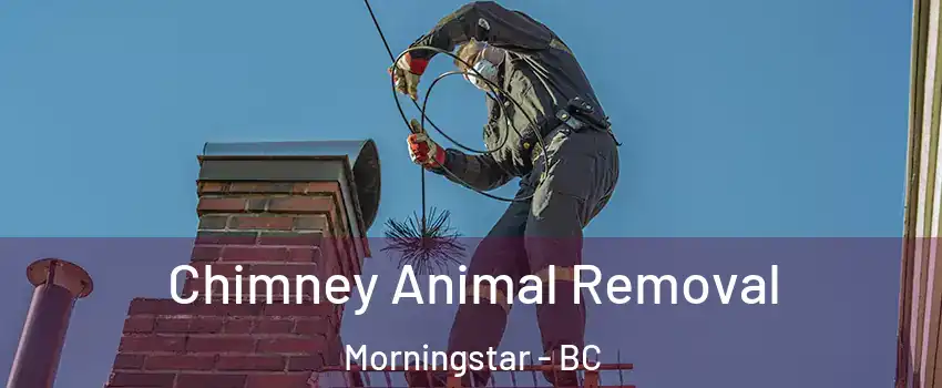 Chimney Animal Removal Morningstar - BC