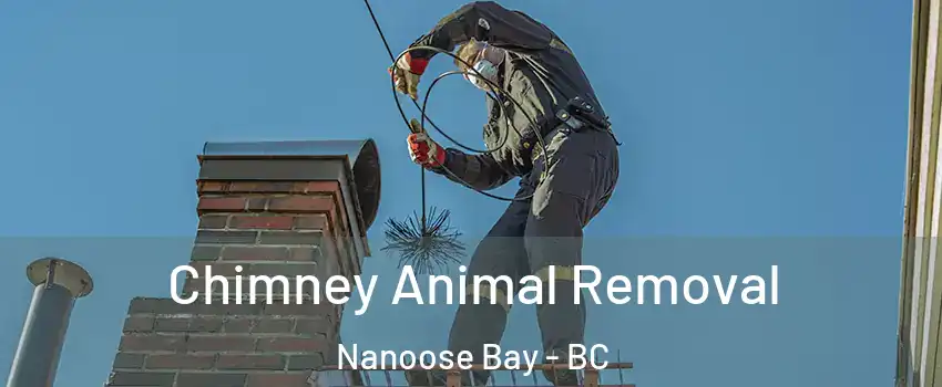 Chimney Animal Removal Nanoose Bay - BC
