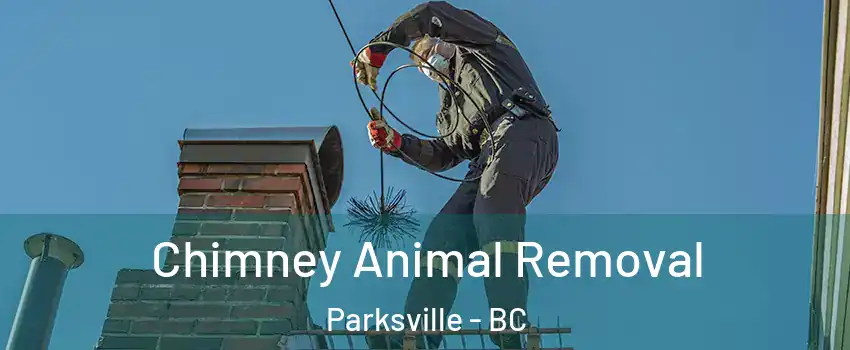 Chimney Animal Removal Parksville - BC