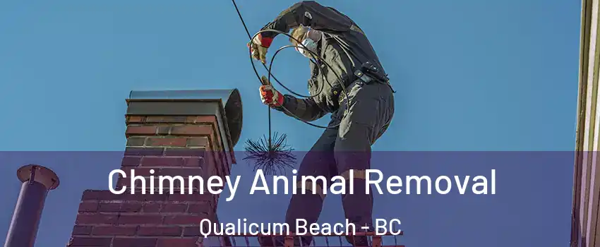 Chimney Animal Removal Qualicum Beach - BC