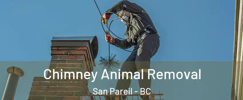 Chimney Animal Removal San Pareil - BC