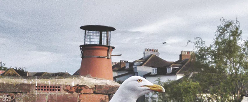Chimney Cap Bird Guard Repair in Parksville, British Columbia